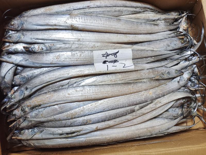 带鱼灯光，拖网船冻食品小规格，和螃蟹饲料两种整条无冰