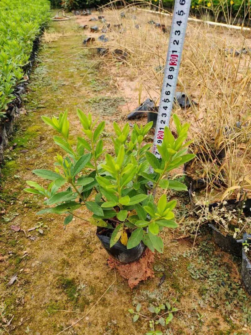 花叶莲翘，花叶假莲翘，高20至30冠幅15至25，分枝