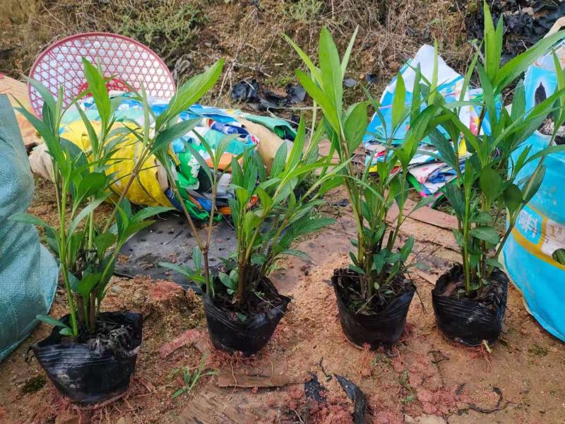 花叶莲翘，花叶假莲翘，高20至30冠幅15至25，分枝