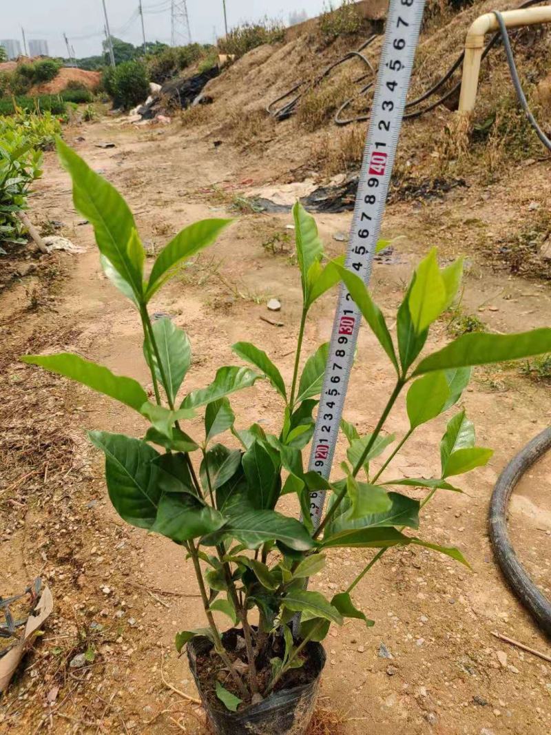花叶莲翘，花叶假莲翘，高20至30冠幅15至25，分枝