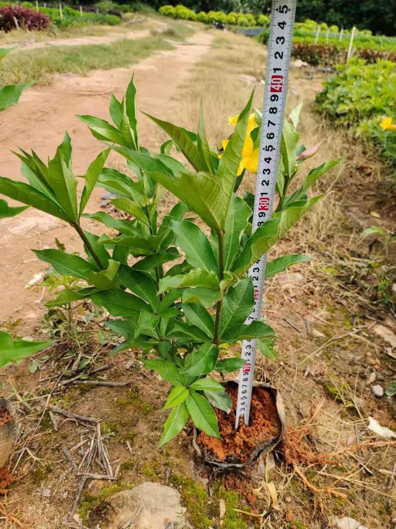 蜘蛛兰，(百子连)，高20至30，冠幅15至25，多枝
