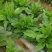 【促销价】食叶草种子蛋白草基地优选良种可提供育苗服务