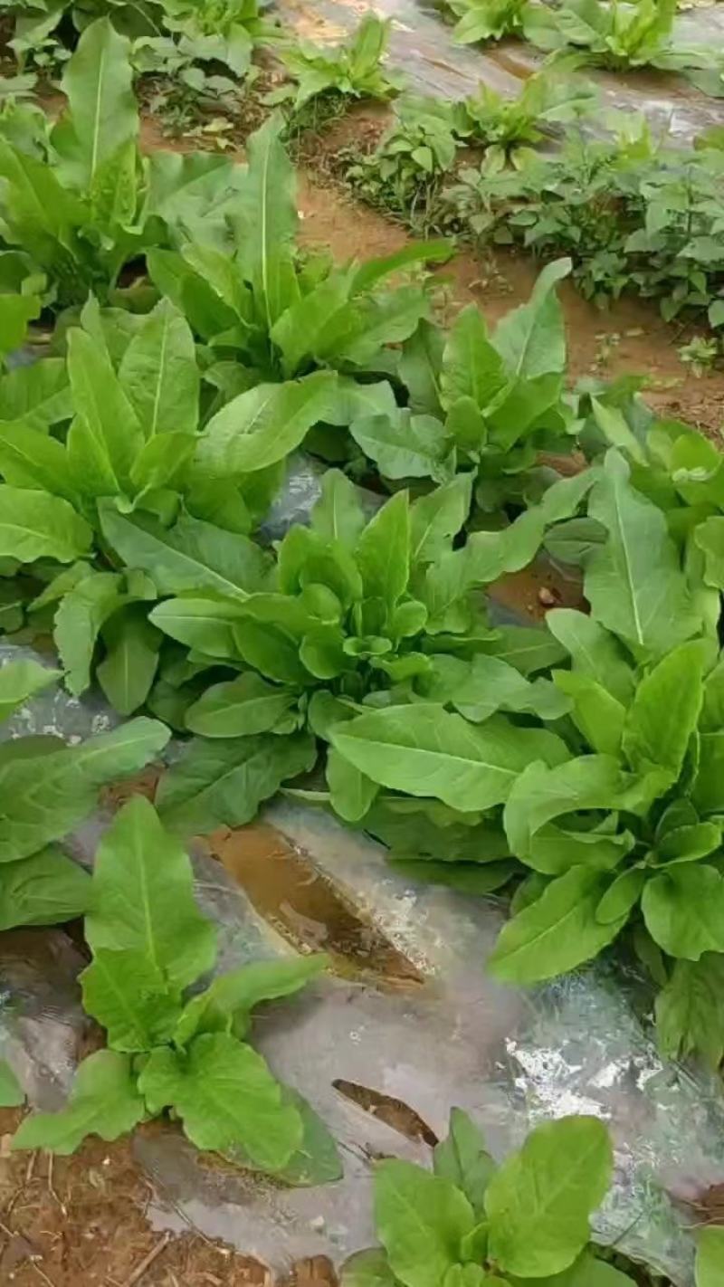 【促销价】食叶草种子蛋白草基地优选良种可提供育苗服务