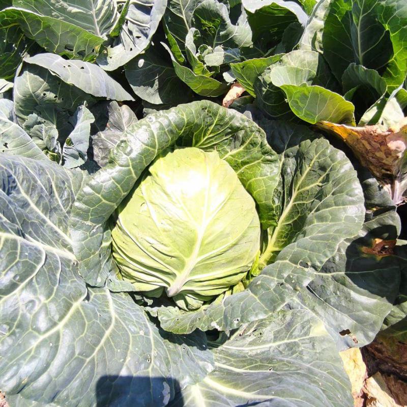 牛心菜