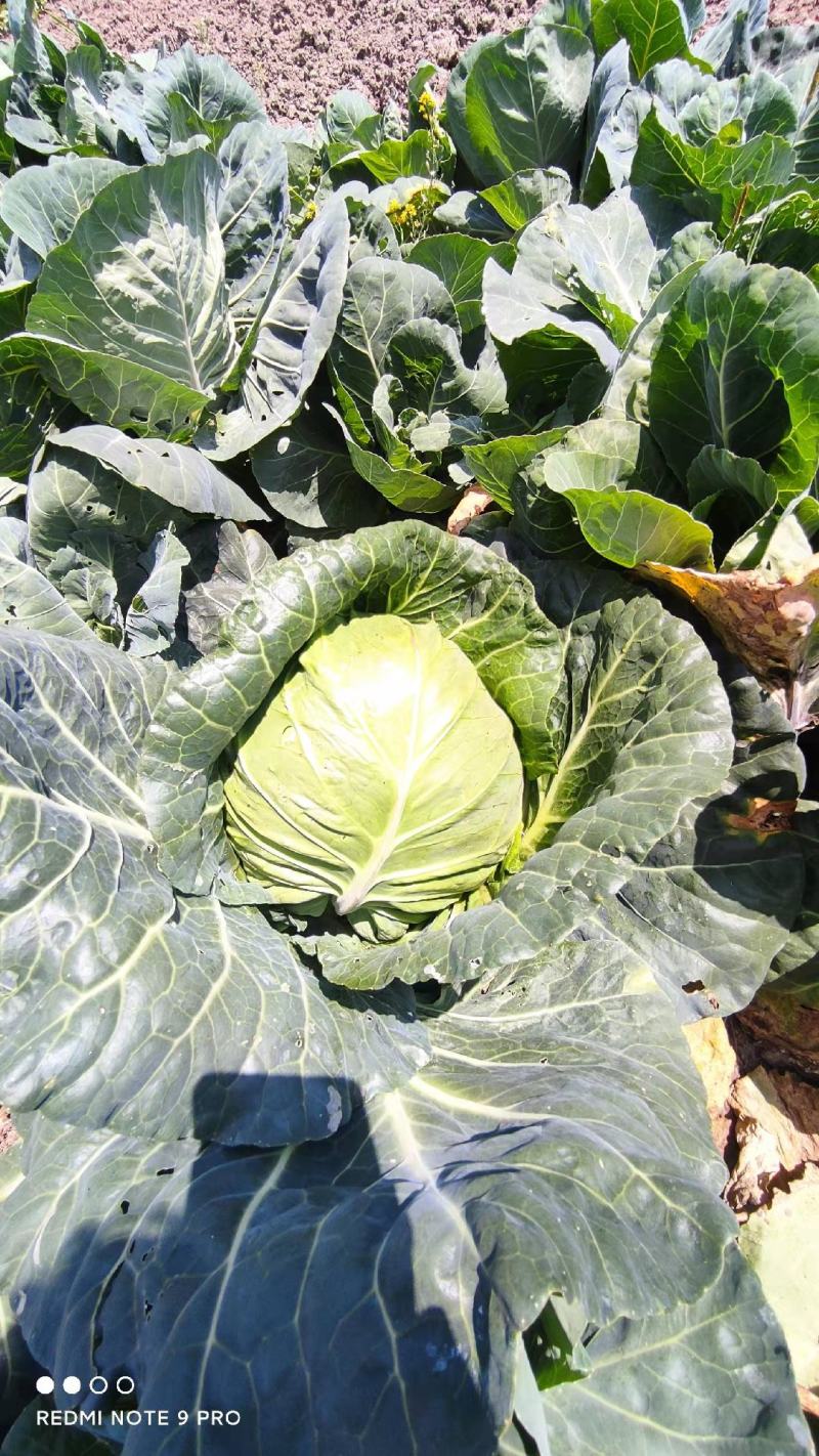 牛心菜