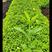 (推荐)苗圃基地翠芦莉，高25至35，冠幅15至25多枝