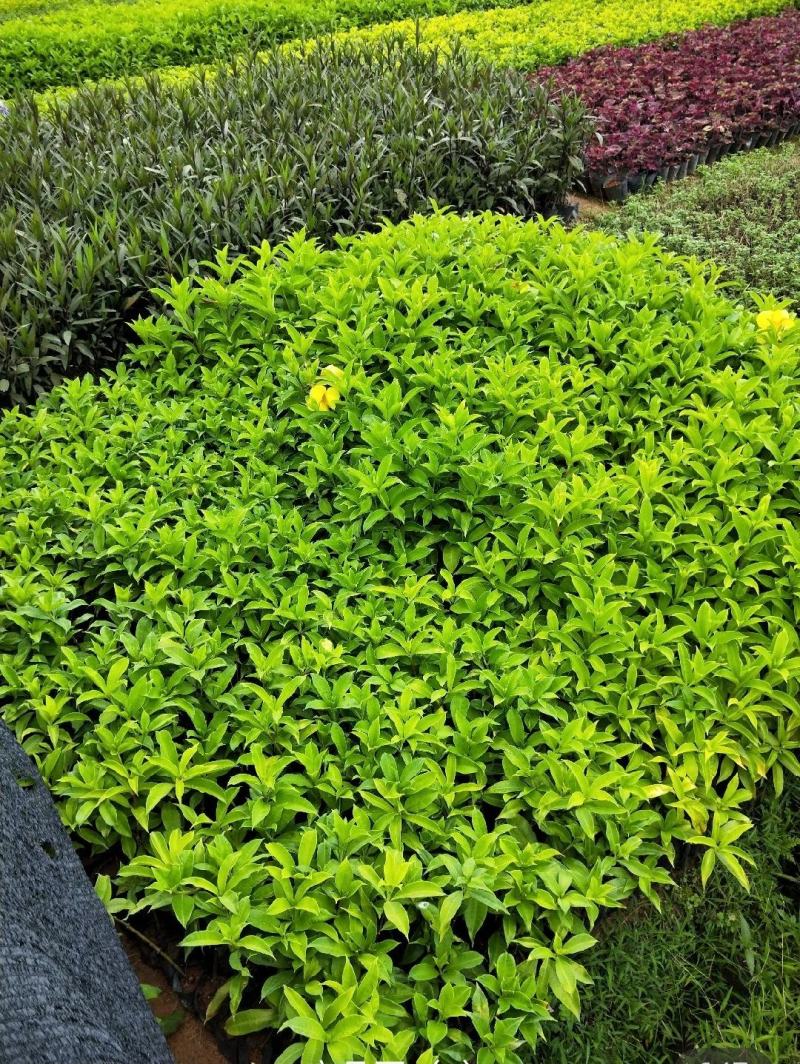 (推荐)苗圃基地翠芦莉，高25至35，冠幅15至25多枝