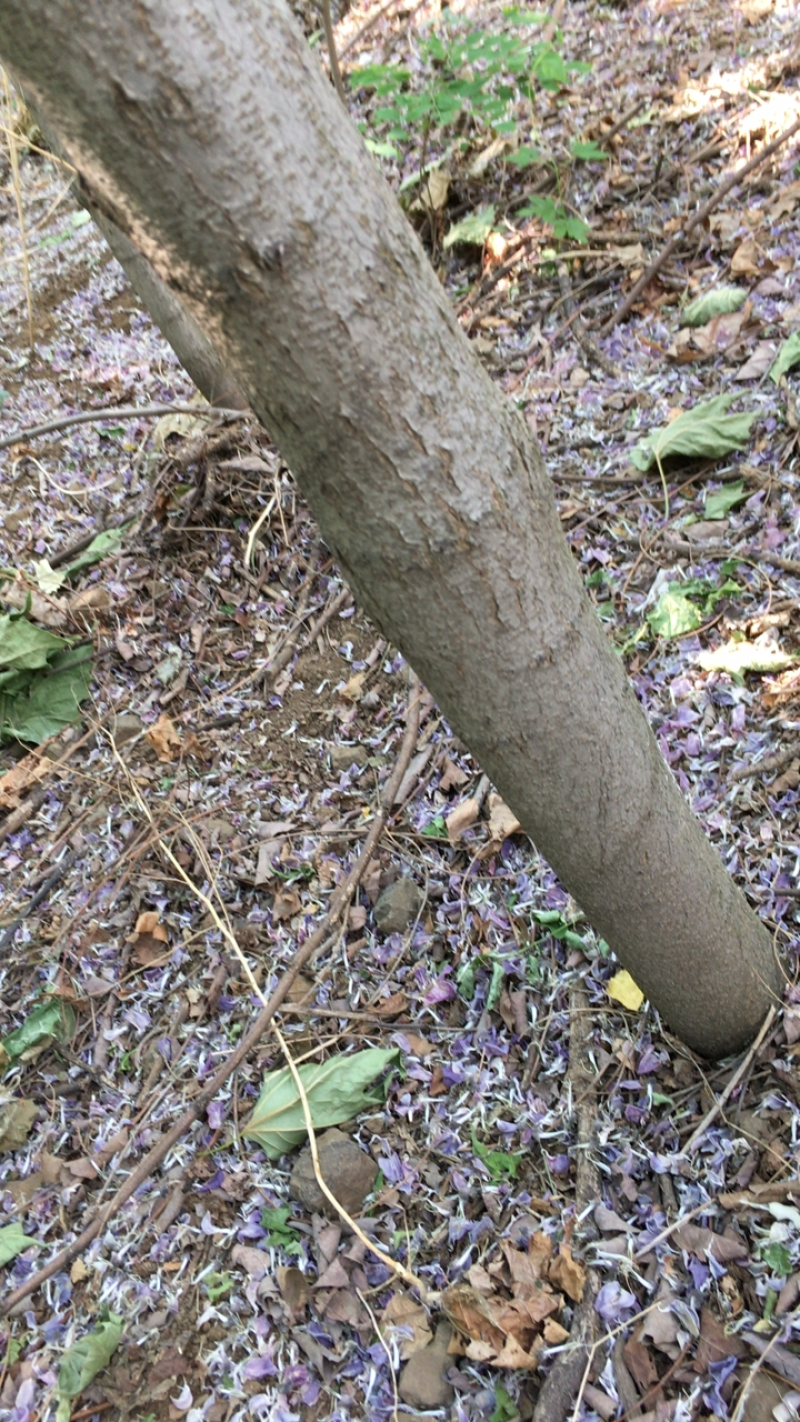 待售8年生红花槐3000棵
