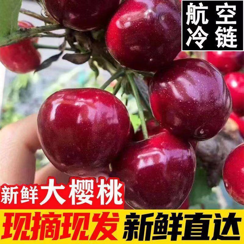 山东大樱桃现摘现发美早红灯先锋国产车厘子新鲜水果一件代发