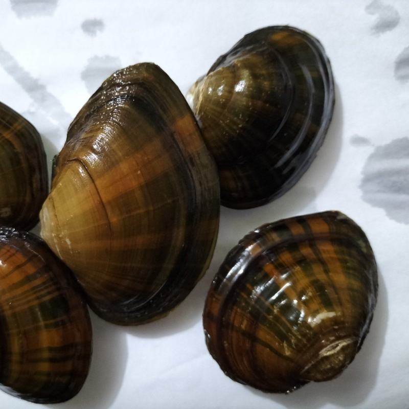 射线裂纹蚌水族过滤器观赏性蚌类