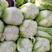 湖北精品大白菜：新鲜上市，产地直销，量大从优，质量保证。