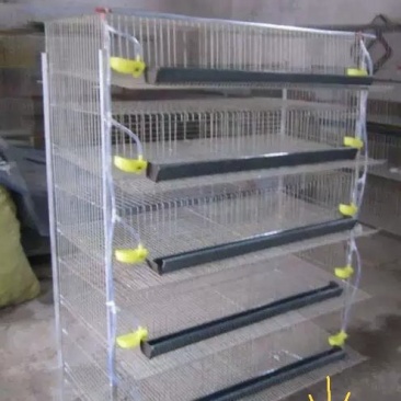 鹌鹑笼加粗加密芦丁鸡养殖笼产蛋笼集蛋笼立式自动笼具