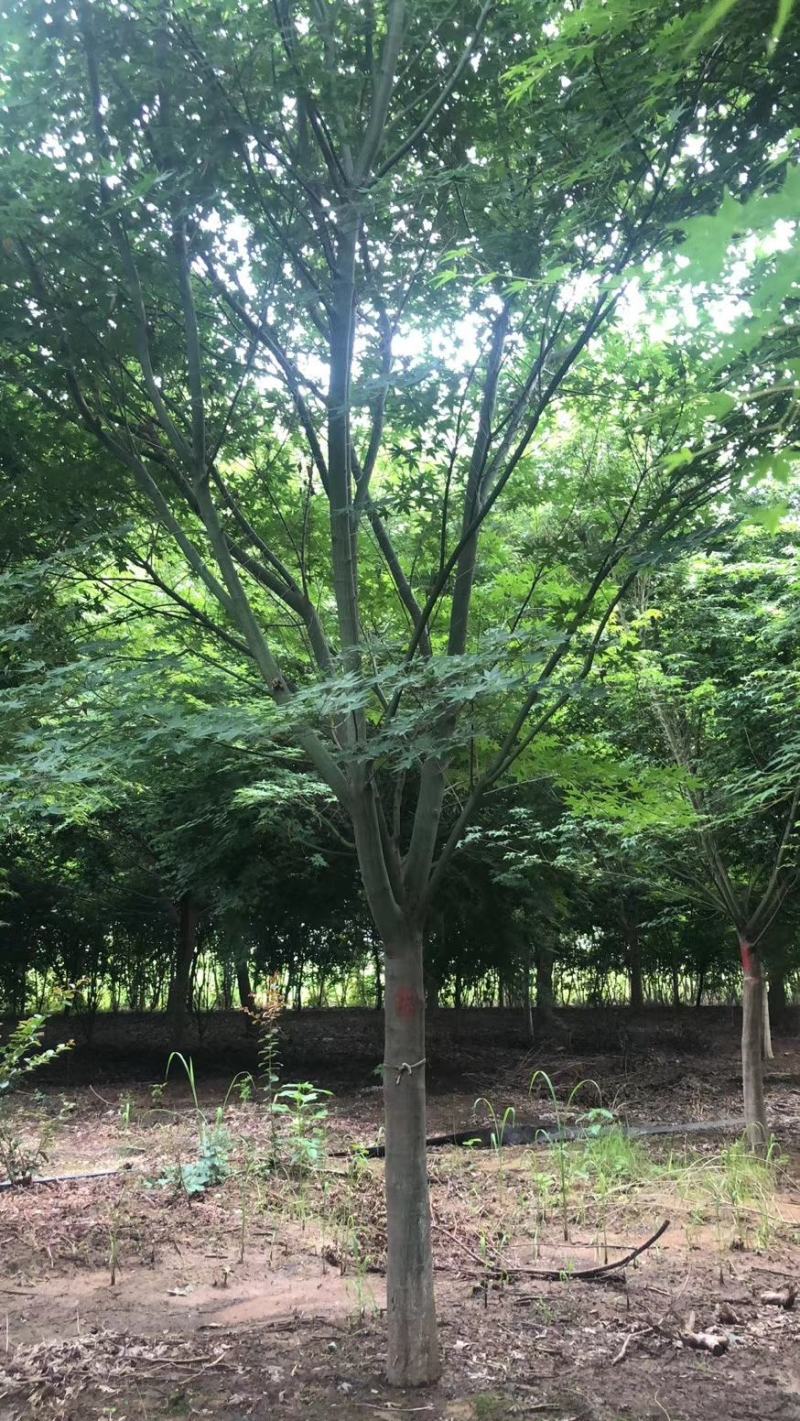 鸡爪槭大量供应中，8-18公分规格齐全，质量好，价格低