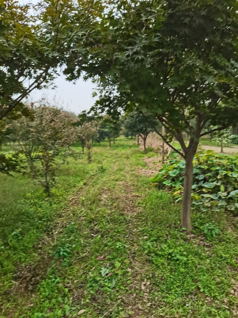鸡爪槭大量供应中，8-18公分规格齐全，质量好，价格低