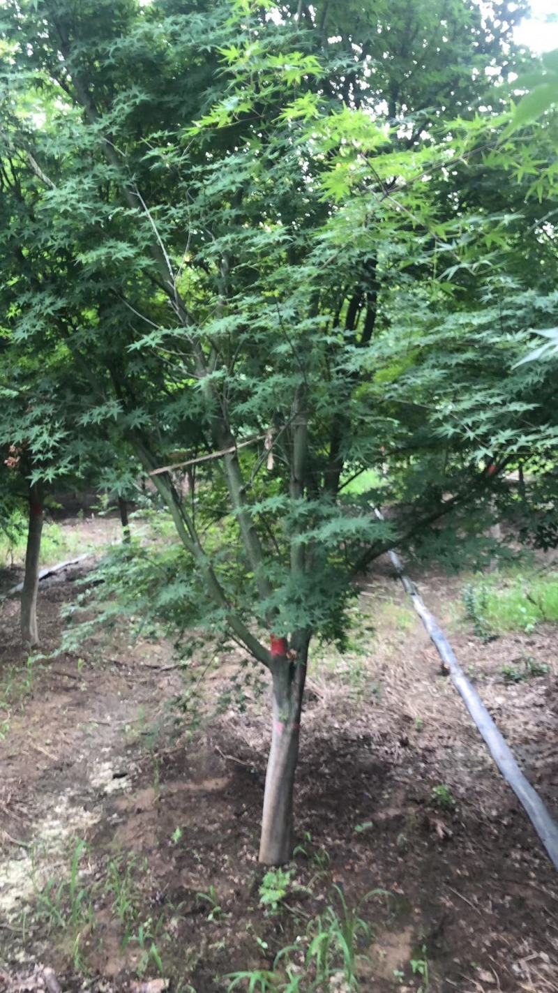 鸡爪槭大量供应中，8-18公分规格齐全，质量好，价格低