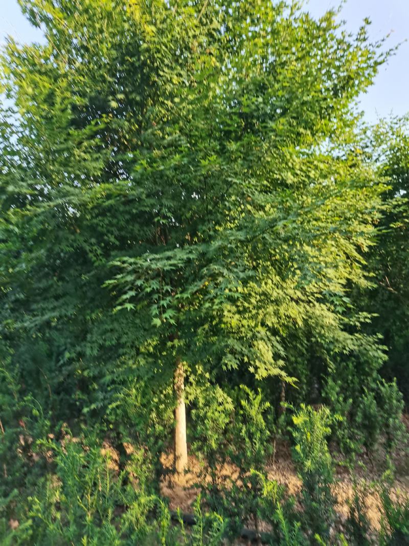 鸡爪槭大量供应中，8-18公分规格齐全，质量好，价格低