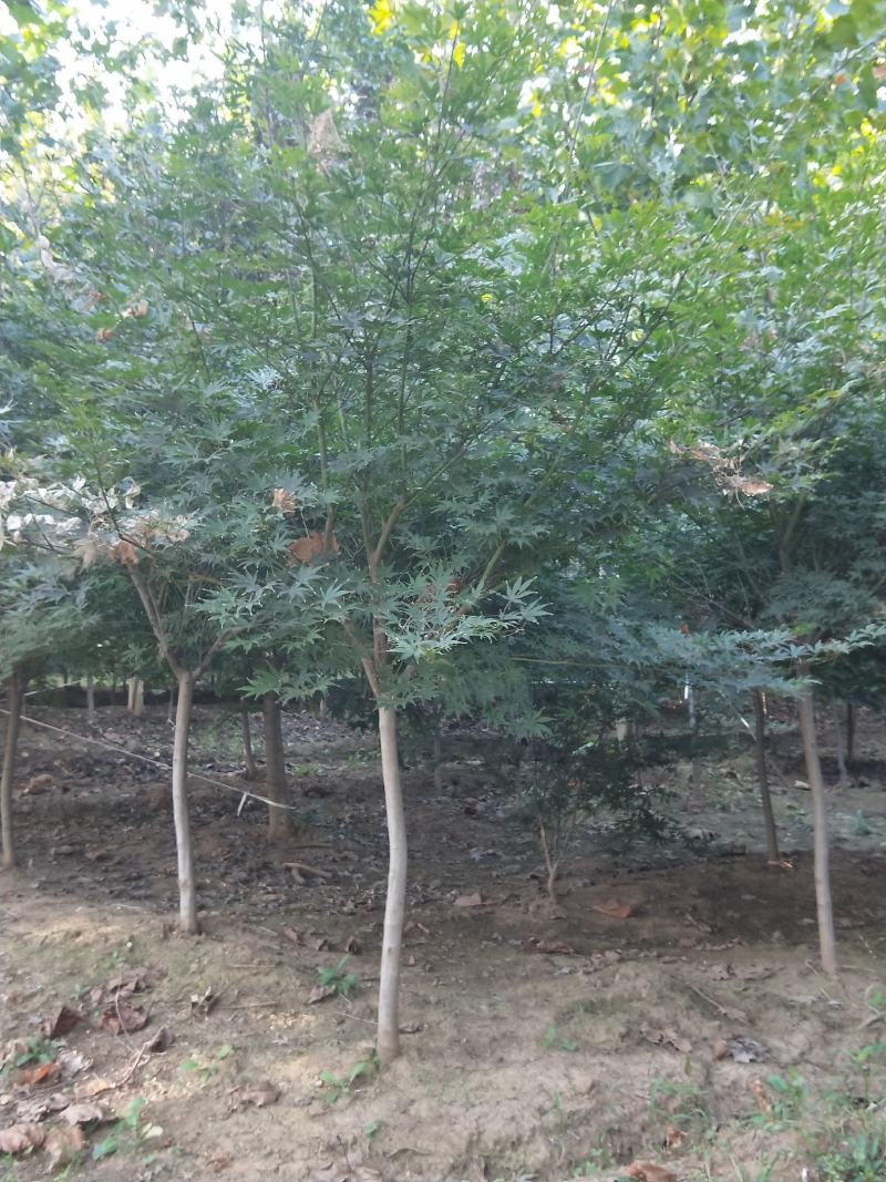 鸡爪槭大量供应中，8-18公分规格齐全，质量好，价格低