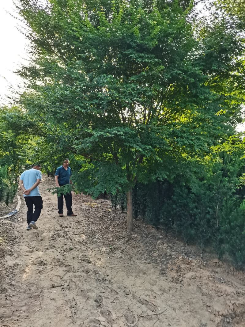鸡爪槭大量供应中，8-18公分规格齐全，质量好，价格低