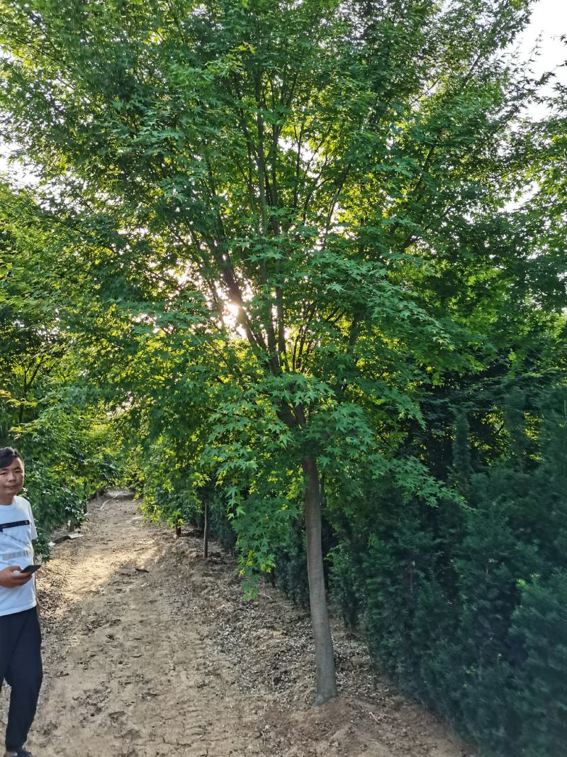 鸡爪槭大量供应中，8-18公分规格齐全，质量好，价格低