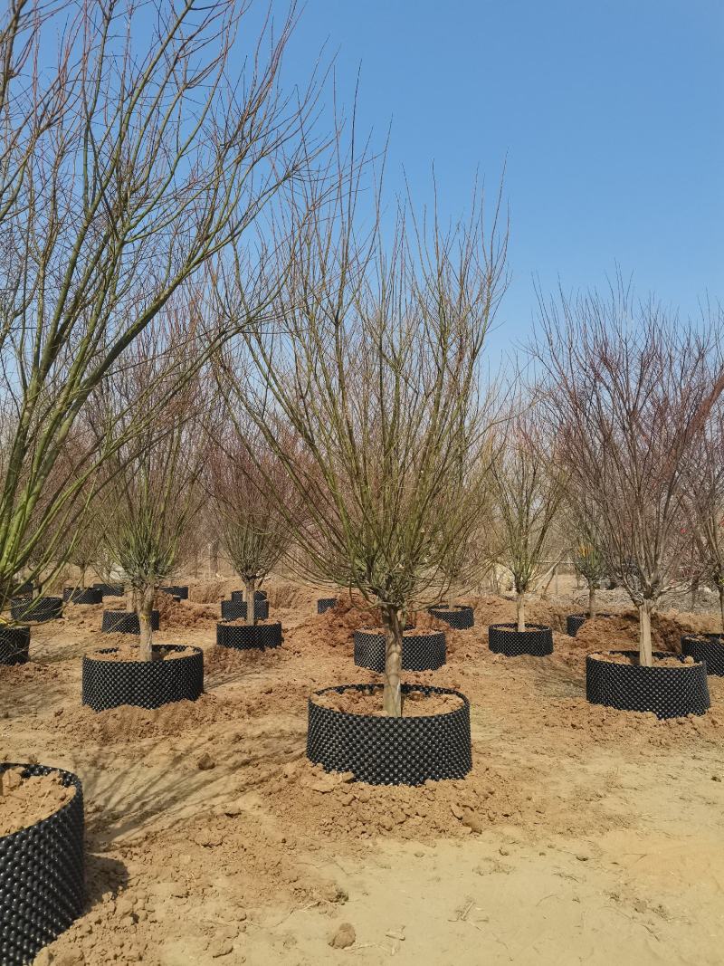 鸡爪槭大量供应中，8-18公分规格齐全，质量好，价格低