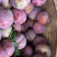 钱排三华李/礼品果/社区团购/连锁超市/