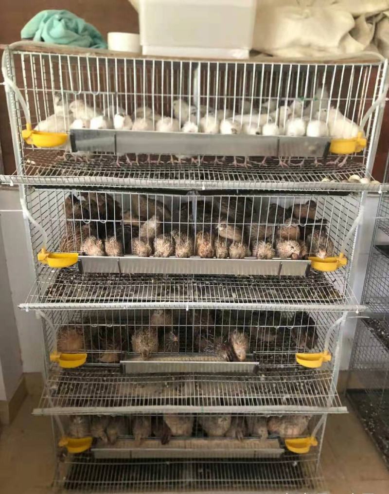 鹌鹑笼加粗加密芦丁鸡养殖笼产蛋笼集蛋笼立式自动笼具