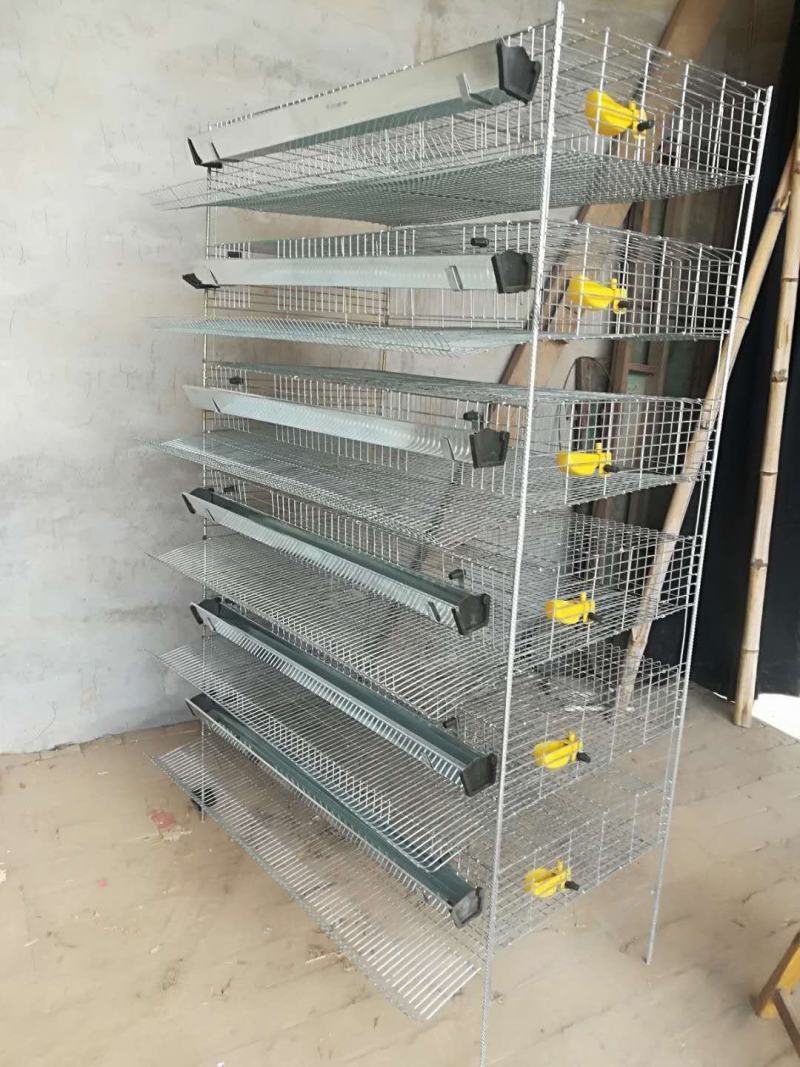 鹌鹑笼加粗加密芦丁鸡养殖笼产蛋笼集蛋笼立式自动笼具