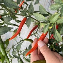 朝天椒种子，早熟辣椒品种个头大产量高小米辣种子