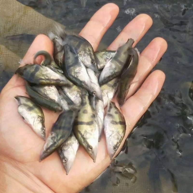 江苏优质桂花鱼苗淡水鳜鱼苗大眼翘嘴鲑养殖鱼苗死伤包赔