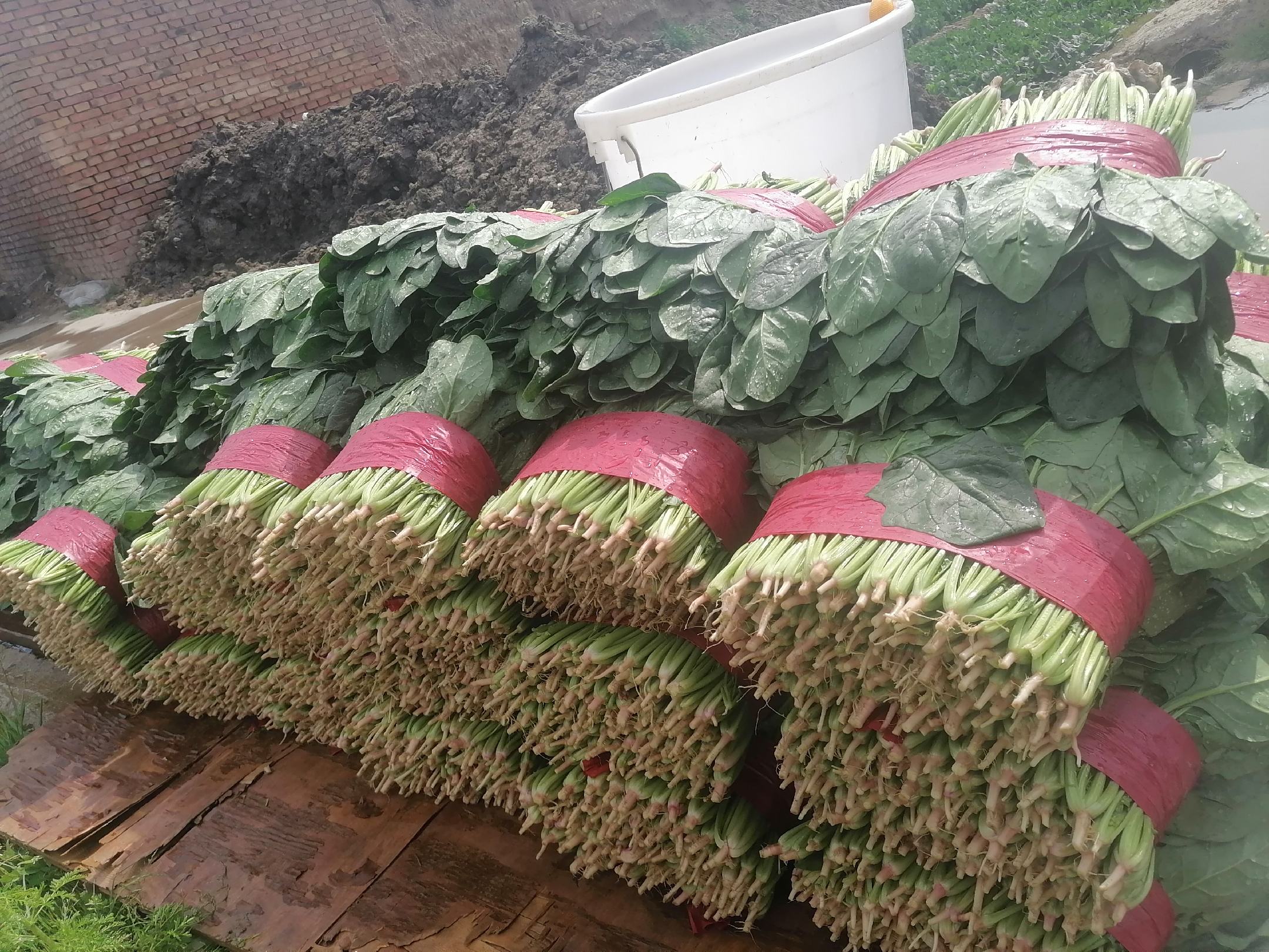 电商平台菠菜销售界面截图