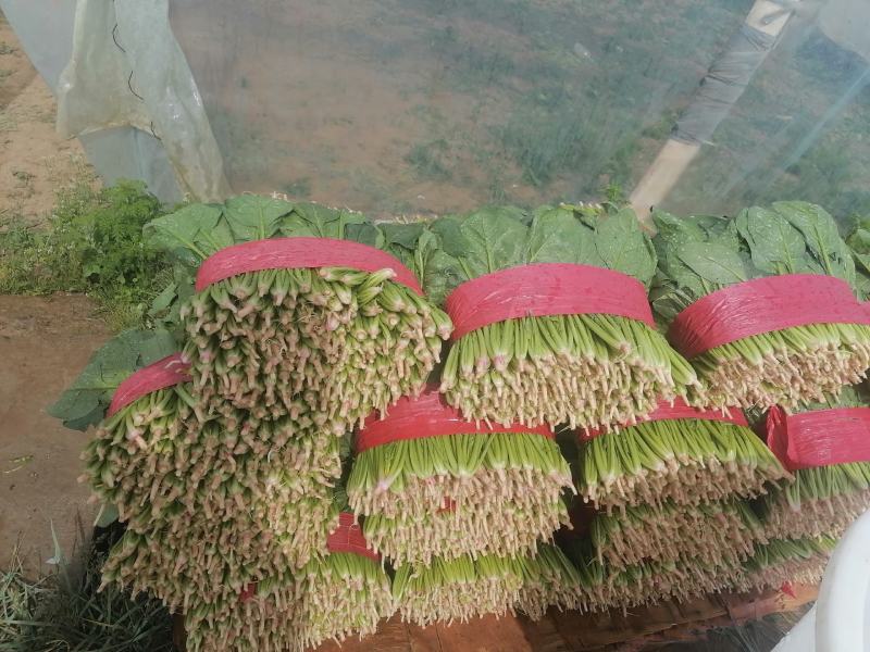 菠菜青海大棚大叶菠菜，一手货源，可视频看货，基地考察