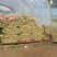 菠菜青海大棚大叶菠菜，一手货源，可视频看货，基地考察