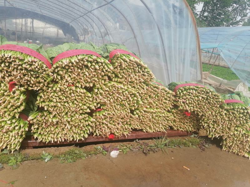 菠菜青海大棚大叶菠菜，一手货源，可视频看货，基地考察