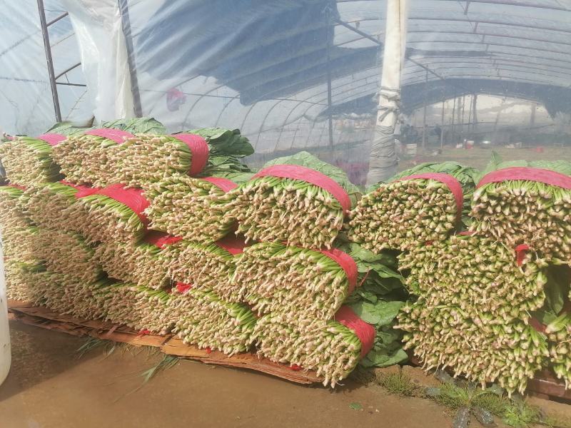 菠菜青海大棚大叶菠菜，一手货源，可视频看货，基地考察