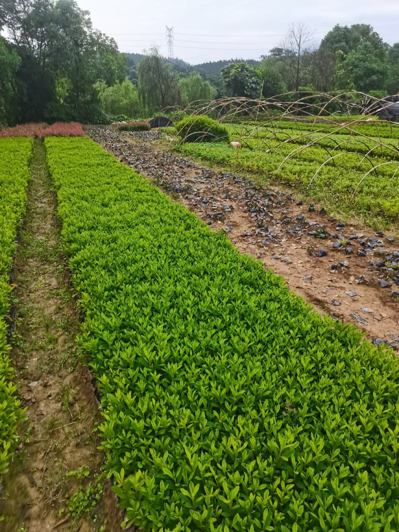 杜鹃杯苗，春鹃苗毛鹃杯苗，杜鹃杯苗批发，毛鹃基地大量出售