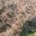 铺地柏沙地柏30-60公分高大量工程供应