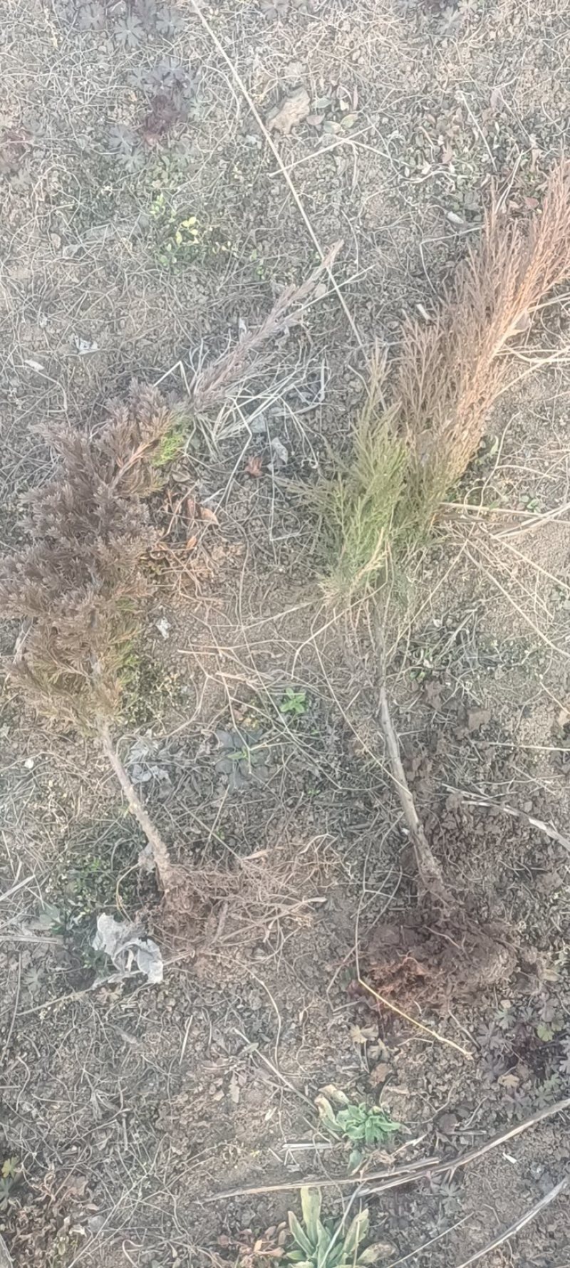 铺地柏沙地柏30-60公分高大量工程供应