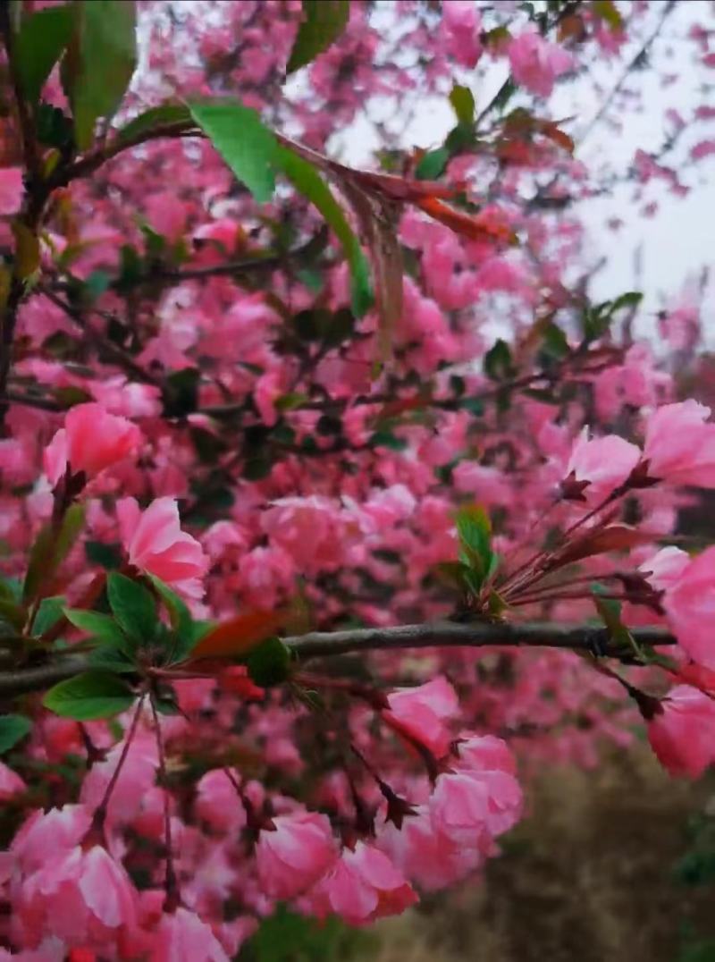 铁杆海棠土球好冠幅好苗木规格齐全