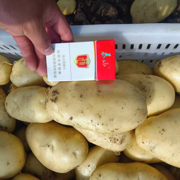 潍坊市土豆荷兰十五号土豆大量上市产地直销欢迎进店咨询