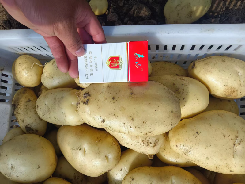 潍坊市土豆荷兰十五号土豆大量上市产地直销欢迎进店咨询