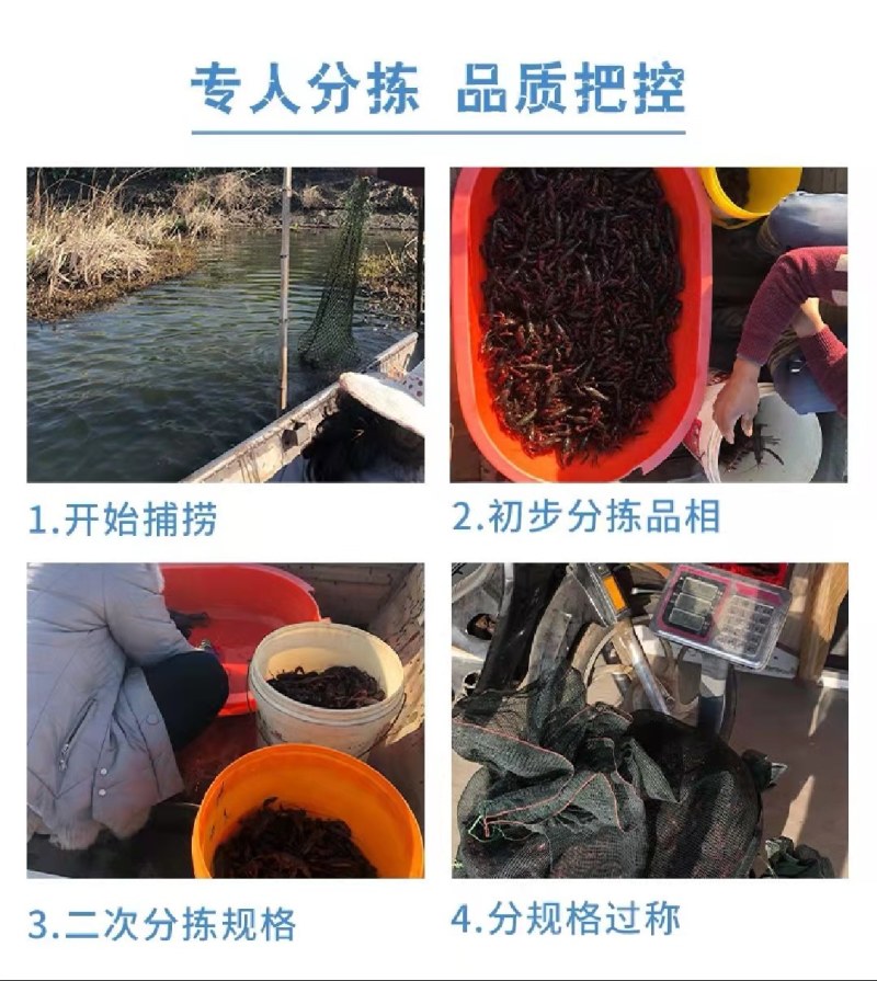 清水精养小龙虾肉质鲜嫩底板干净无淤泥，下单前请联系客服