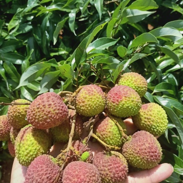 广东茂名妃子笑荔枝