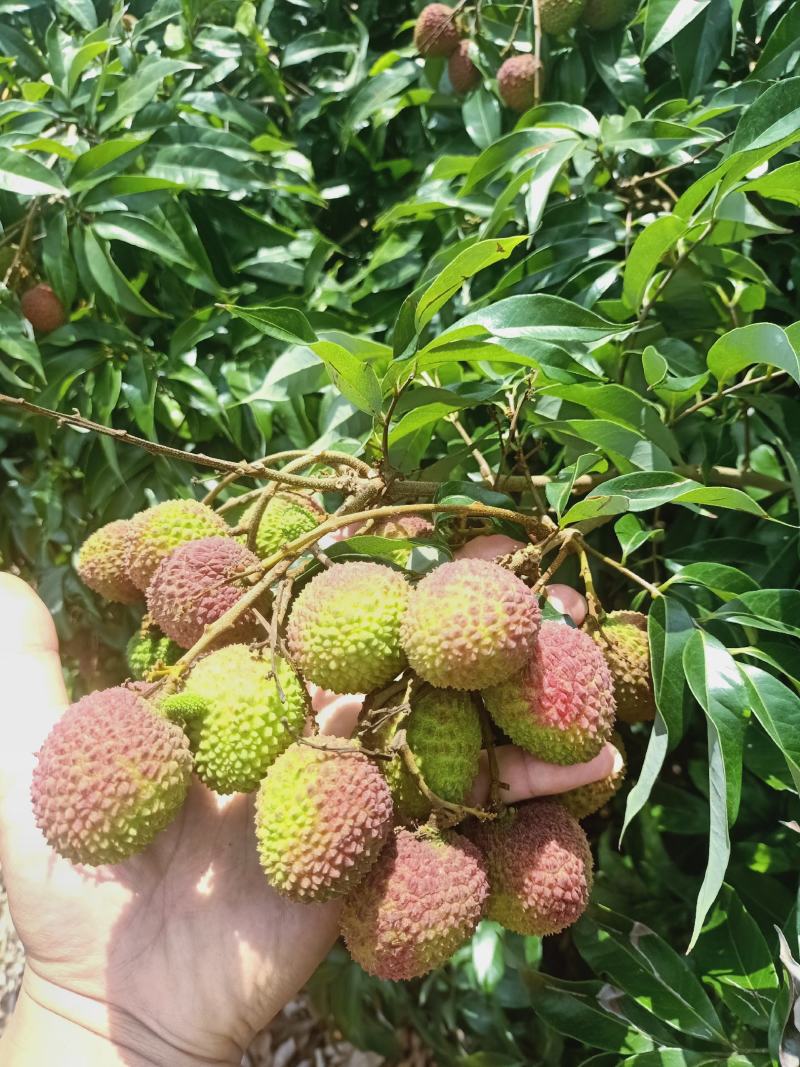 广东茂名妃子笑荔枝