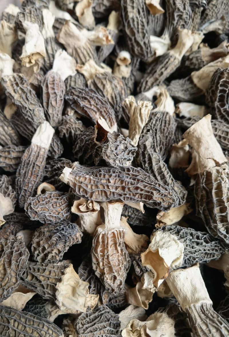 云南羊肚菌基地直销