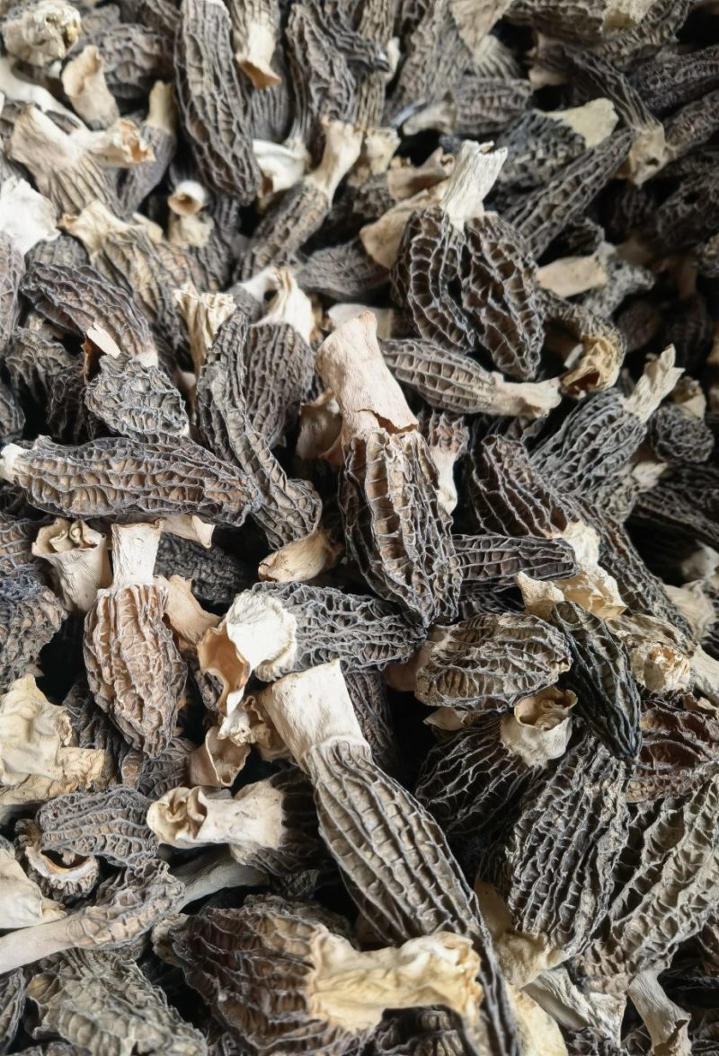 云南羊肚菌基地直销