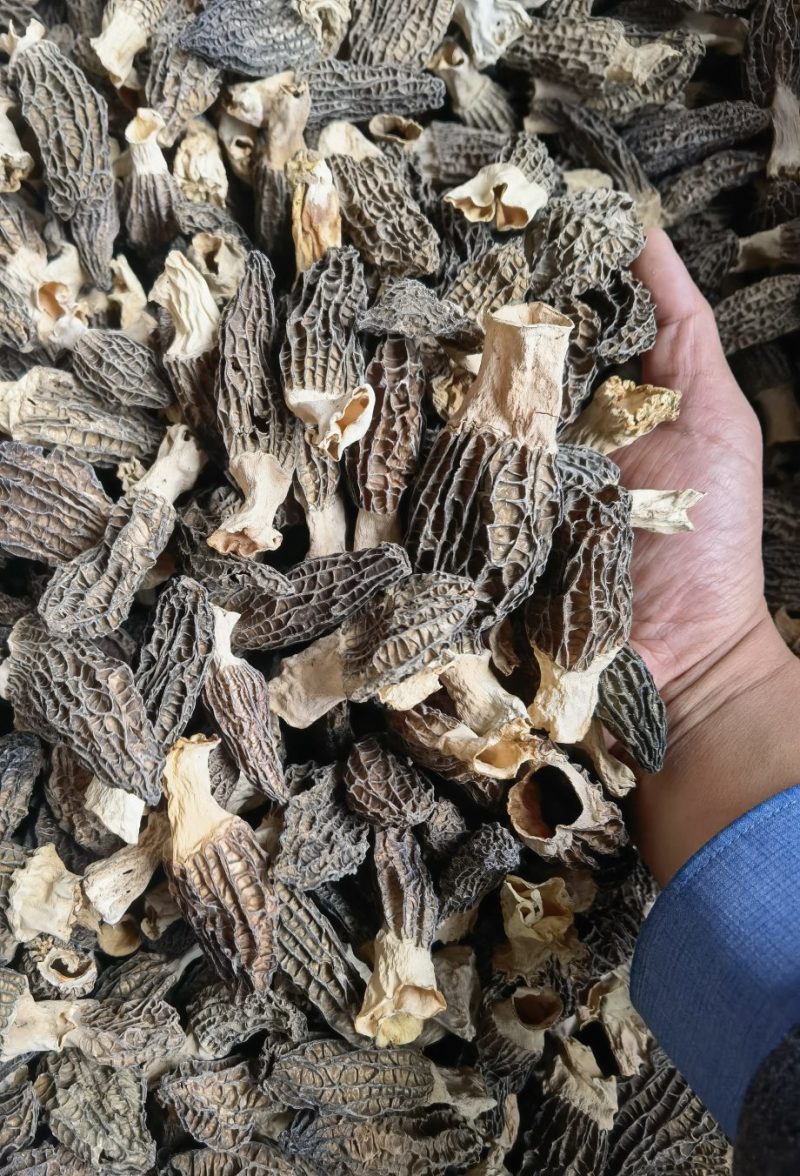 云南羊肚菌基地直销