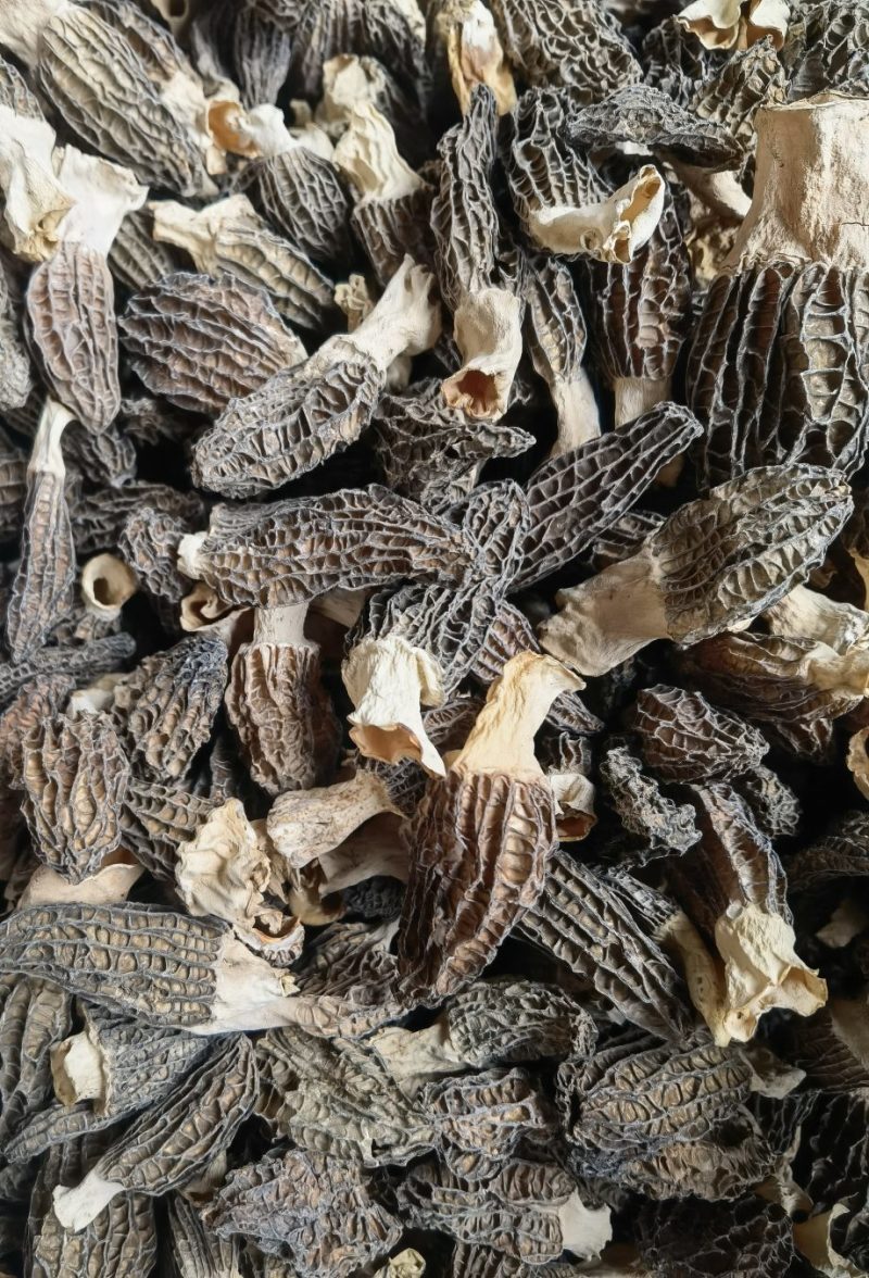 云南羊肚菌基地直销