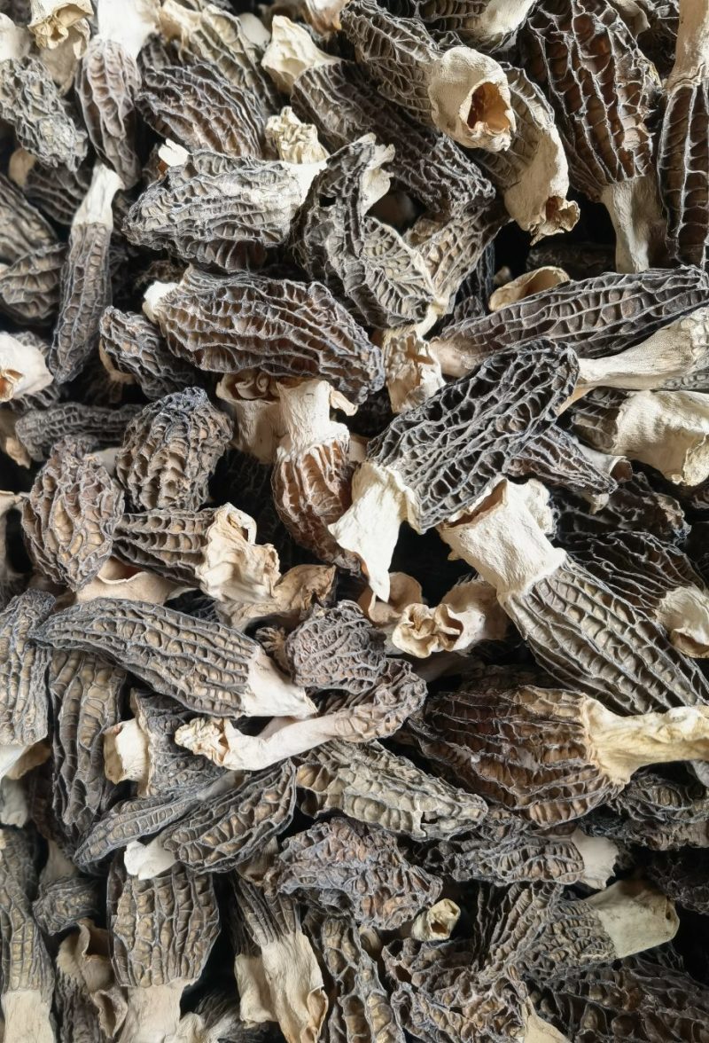云南羊肚菌基地直销
