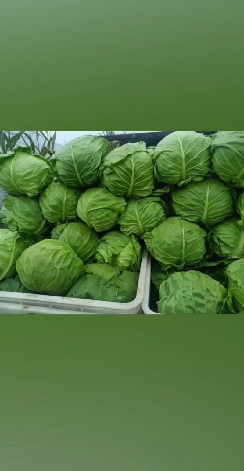 邯郸甘蓝大量供应