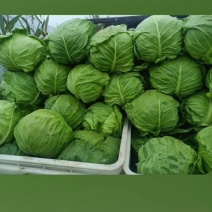 邯郸甘蓝大量供应
